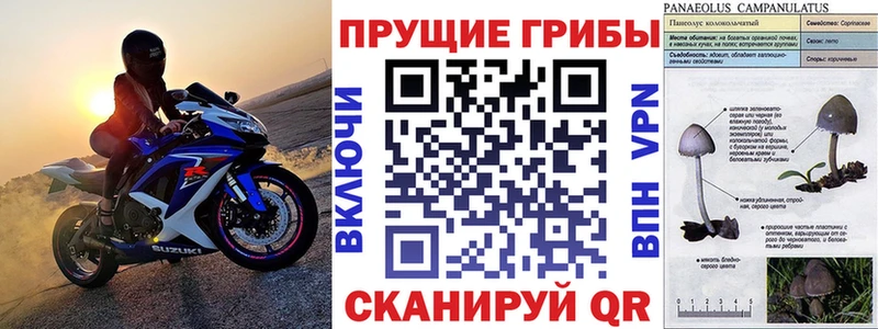 Псилоцибиновые грибы прущие грибы  Геленджик 